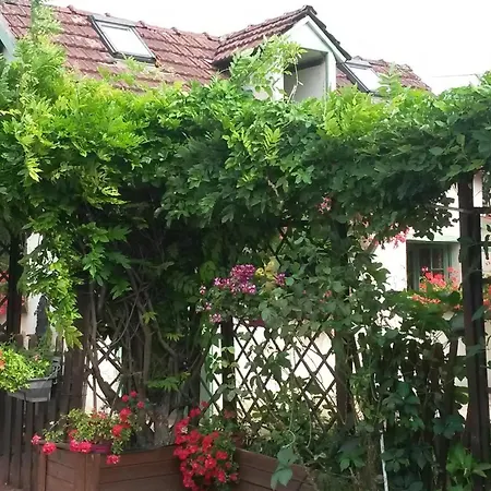 Aux Chants Des Oiseaux *